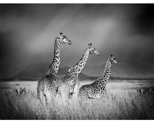 Fototapeta vliesová Žirafy č/š 243x184 cm