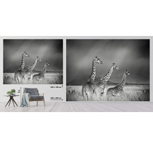 Fototapeta s motívom žirafy v širokouhlom formáte