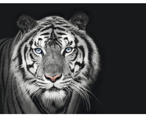 Fototapeta vliesová Tiger čb 243x184 cm