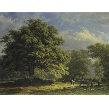 Fototapeta vliesová Bentheimský les 243x184