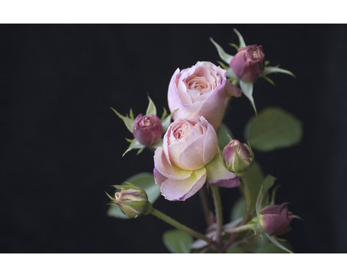 Fototapeta vliesová Ruže 243x184 cm