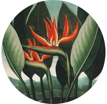 Ilustrácia strelície v tropickom štýle