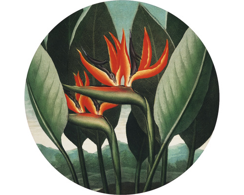 Fototapeta vliesová Strelitzia 190 cm