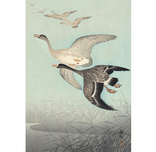 Ilustrácia letiacich husí nad trstinou