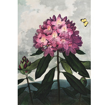 Ilustrácia kvetu rododendronu s včelou a motýľom