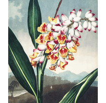 Ilustrácia tropickej zázvorovej rastliny s kvetmi a listami