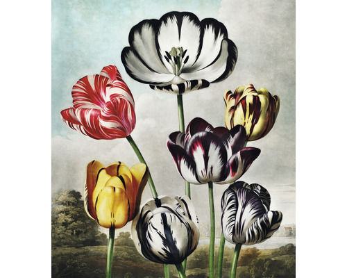 Fototapeta vliesová Tulipány 243x280 cm