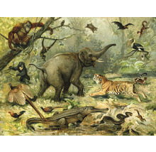 Fototapeta vliesová Zviera z džungle 243x184 cm