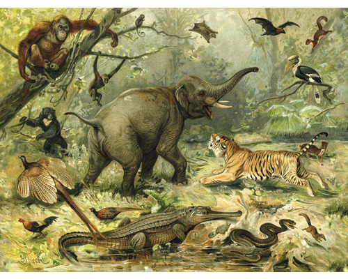 Fototapeta vliesová Zviera z džungle 243x184 cm