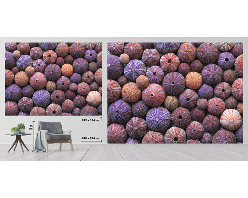Fototapeta s motívom morských ježkov, 243 krát 184 centimetrov alebo 340 krát 254 centimetrov
