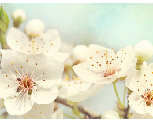Fototapeta vliesová Čerešňový kvet 243x184 cm