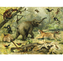 Fototapeta vliesová Zviera z džungle 340x254 cm