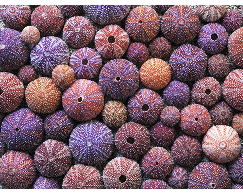 Fototapeta vliesová Mušľa 340x254 cm