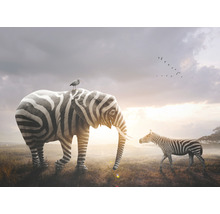 Ilustrácia so slonom so vzorom zebry, zebrou a vtákom v savanskej krajine