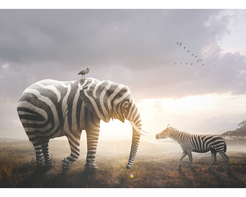 Fototapeta vliesová Slon zebra 243x184 cm