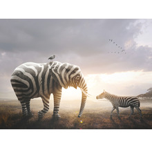 Ilustrácia slona so vzorom zebry, vtáka na chrbte a stáda zebier v pozadí.