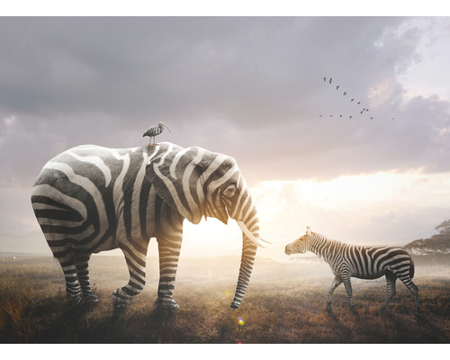 Fototapeta vliesová Slon zebra 340x254 cm