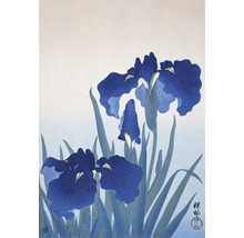 Ilustrácia japonských kvetov kosatca