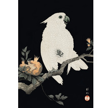 Ilustrácia kakadu na vetve s granátovým jablkom
