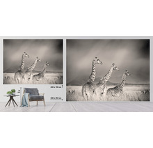 Fototapeta s motívom troch žiráf v savane