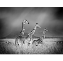 Čiernobiela fotografia troch žiráf na poli