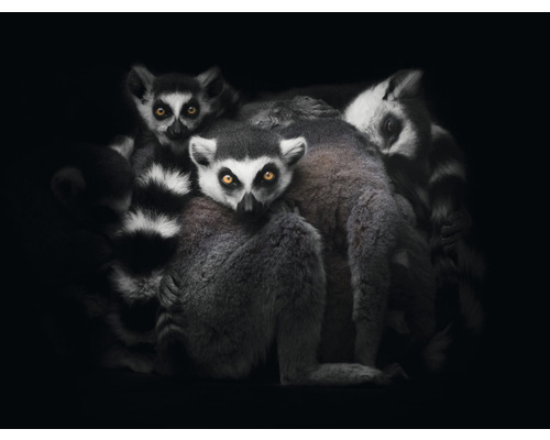 Fototapeta vliesová Lemur 340x254 cm