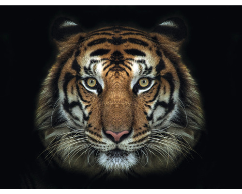 Fototapeta vliesová Tiger 340x254 cm