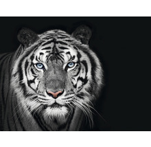 Detailný záber tigra s pruhmi