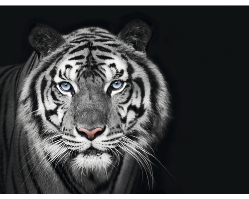 Fototapeta vliesová Tiger čb 340x254 cm