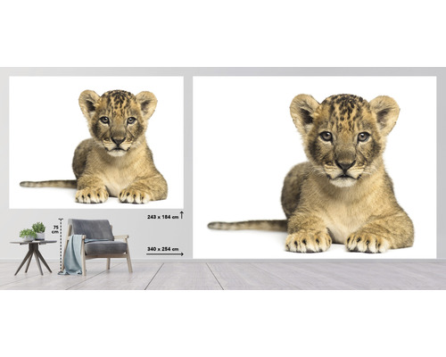 Nástenný obraz s ležiacim levíčatom