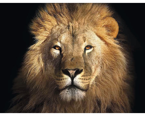 Portrét leva s hrivou