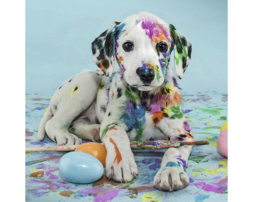 Obraz na plátne Colorful Dog 30 x 30 cm