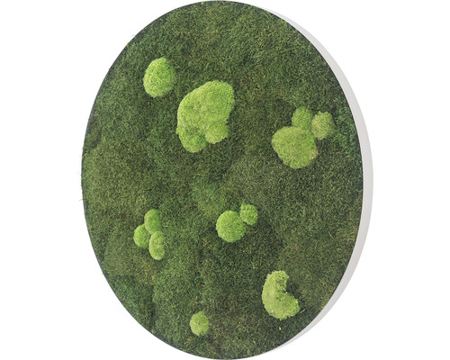 Okrúhla machová dekorácia s rôznymi druhmi machu