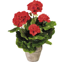 Muškát v kvetináči s červenými kvetmi a zelenými listami