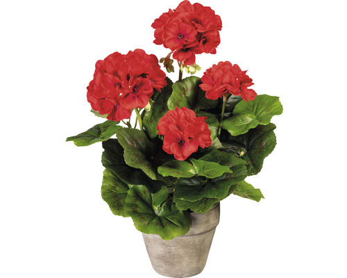 Muškát v kvetináči s červenými kvetmi a zelenými listami