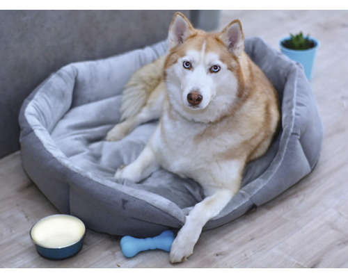 Husky leží v sivej psej posteli s hračkou a miskou na krmivo