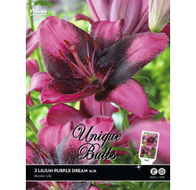 Balenie dvojfarebných cibuliek ľalie odrody Purple Dream