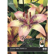 Balenie troch cibuliek Lilium Tribal Dance, veľkosť 16/18