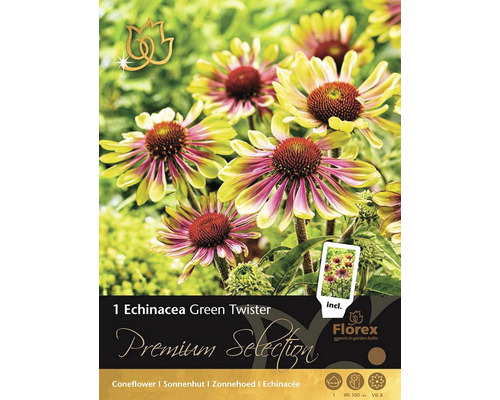 Echinacea Green Twister Premium Selection