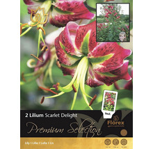 Balenie dvoch cibuliek ľalie Scarlet Delight