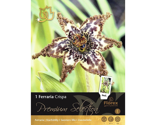 Ferraria crispa Premium Selection 1 ks