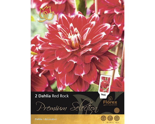 Georgíny Florex Premium Selection Dahlia 'Red Rock' 2 ks