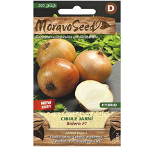 Balenie semien cibule