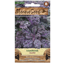 Balenie semien kučeravého kelu Scarlet od Moravo Seed