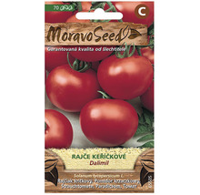 Balenie semien paradajok Moravo Seed