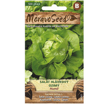 Balenie semien hlávkového šalátu