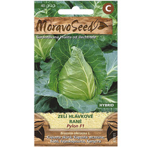 Balenie semien hlávkovej kapusty