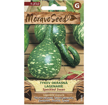 Balenie semien okrasnej tekvice