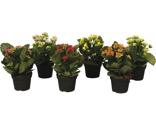 Kolopejka vďačná, kalanchoe FloraSelf Kalanchoe výška 15-20 cm kvetináč Ø 10,5 cm 1 ks, rôzne farby Kolopejka vďačná, kalanchoe FloraSelf Kalanchoe výška 15-20 cm kvetináč Ø 10,5 cm 1 ks, rôzne farby