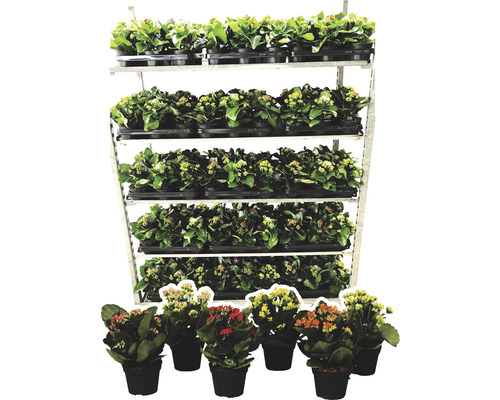 Kalanchoe rastliny v kvetináčoch na regáli